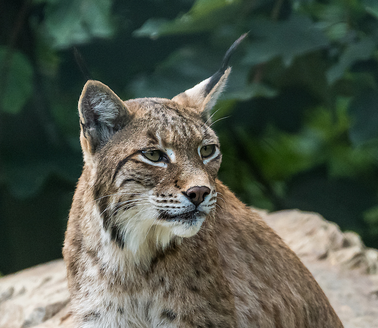 Luchs-Portrait