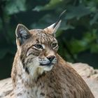 Luchs-Portrait