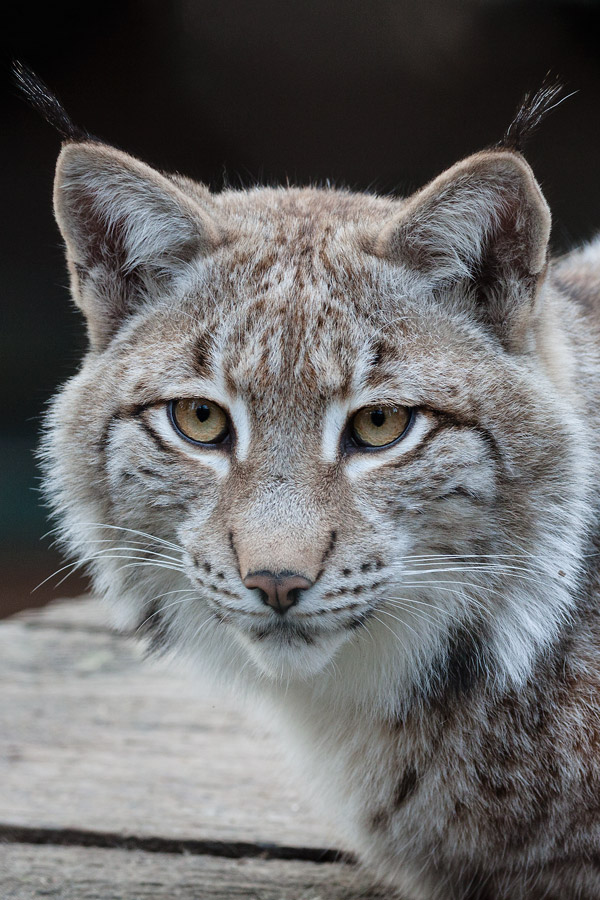 Luchs Portrait