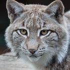 Luchs Portrait