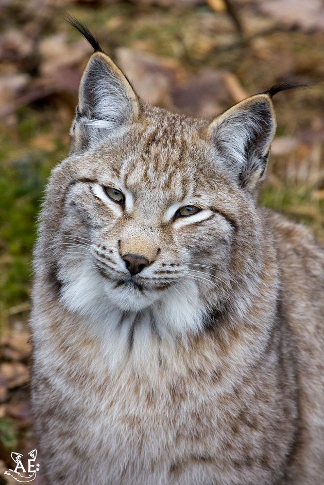 Luchs Portrait