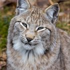 Luchs Portrait