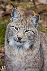 Luchs Portrait