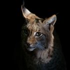 Luchs Portrait 