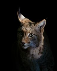 Luchs Portrait 