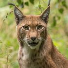 Luchs Portrait 