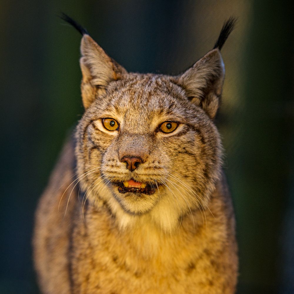 Luchs-Portrait