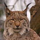 Luchs - Portrait