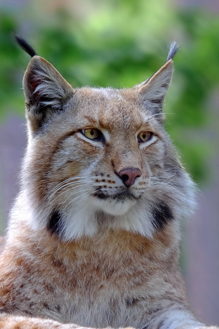 Luchs Portrait