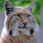 Luchs Portrait