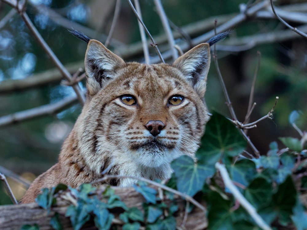 Luchs-Portrait