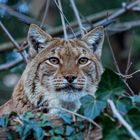 Luchs-Portrait