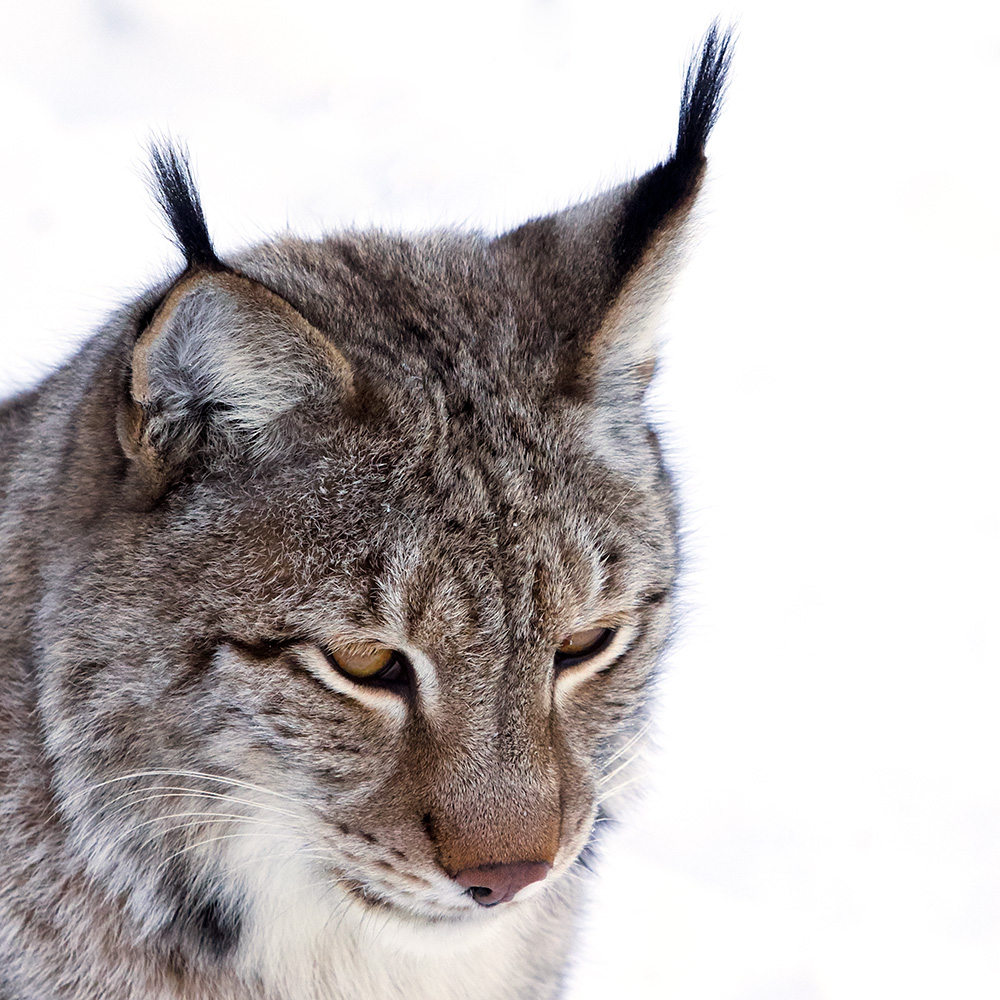 Luchs Portrait