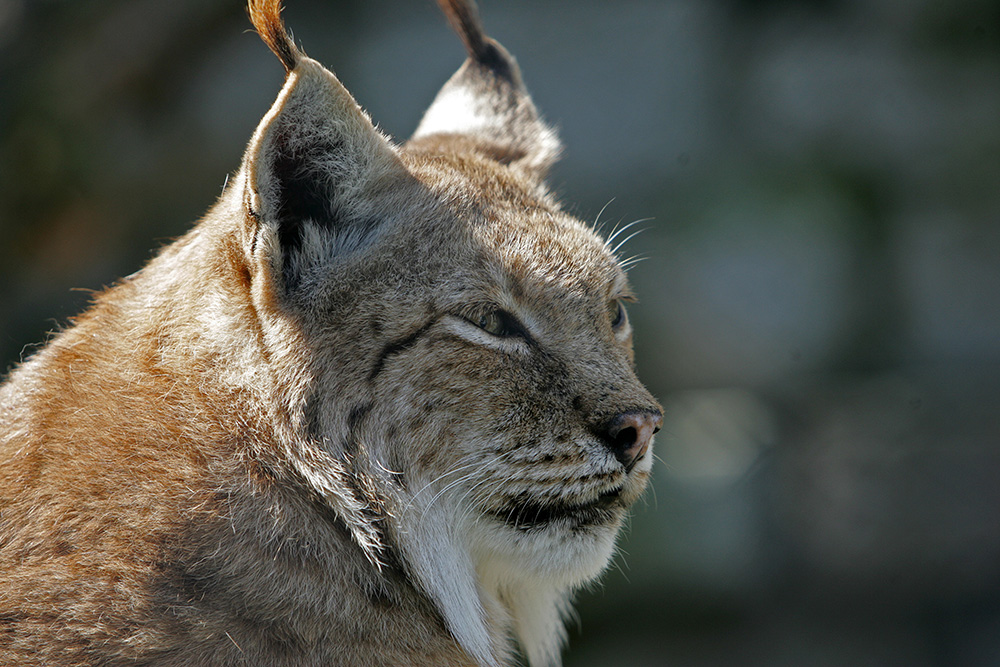 Luchs Portrait (c)