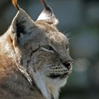 Luchs Portrait (c)