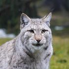 Luchs-Portrait