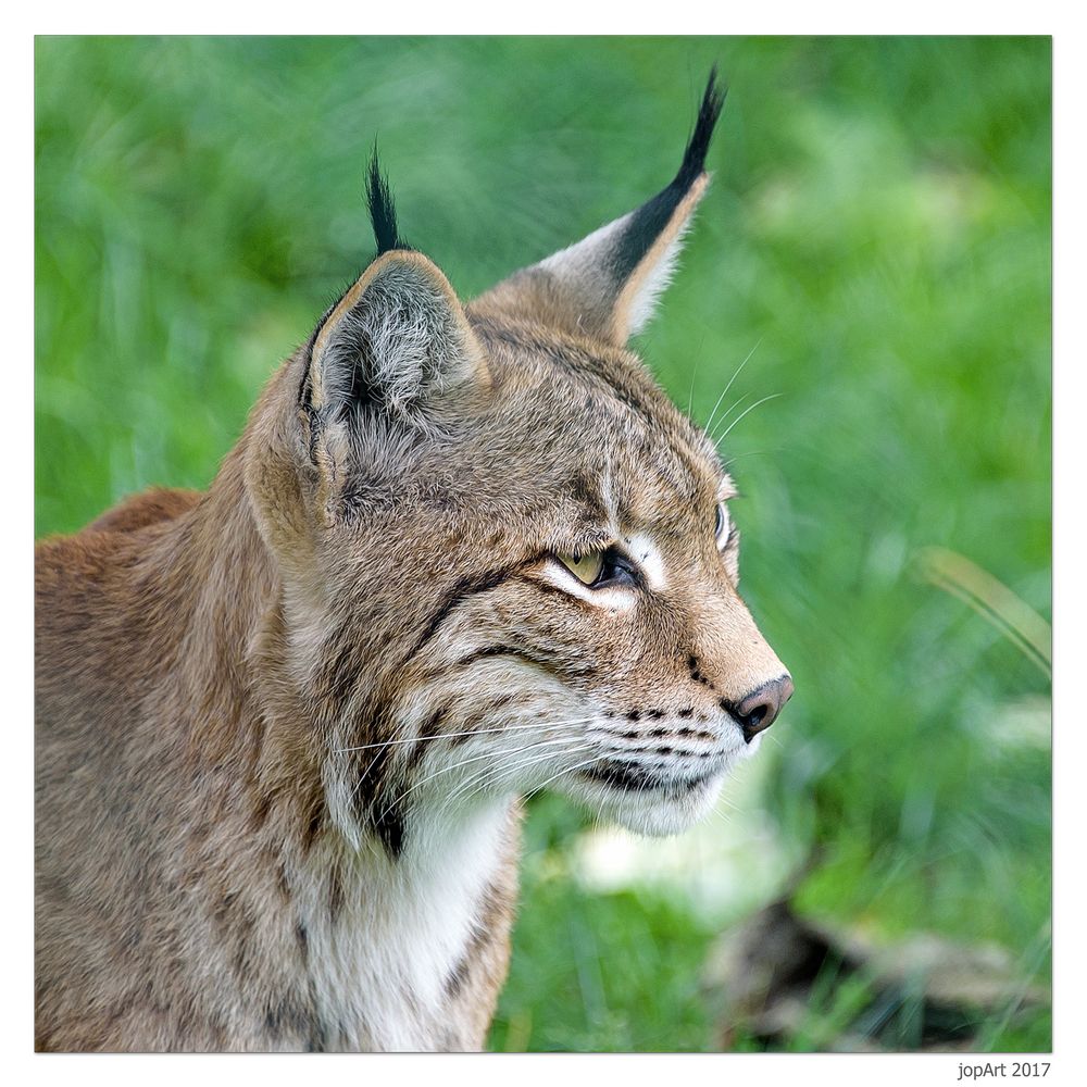 Luchs-Portrait