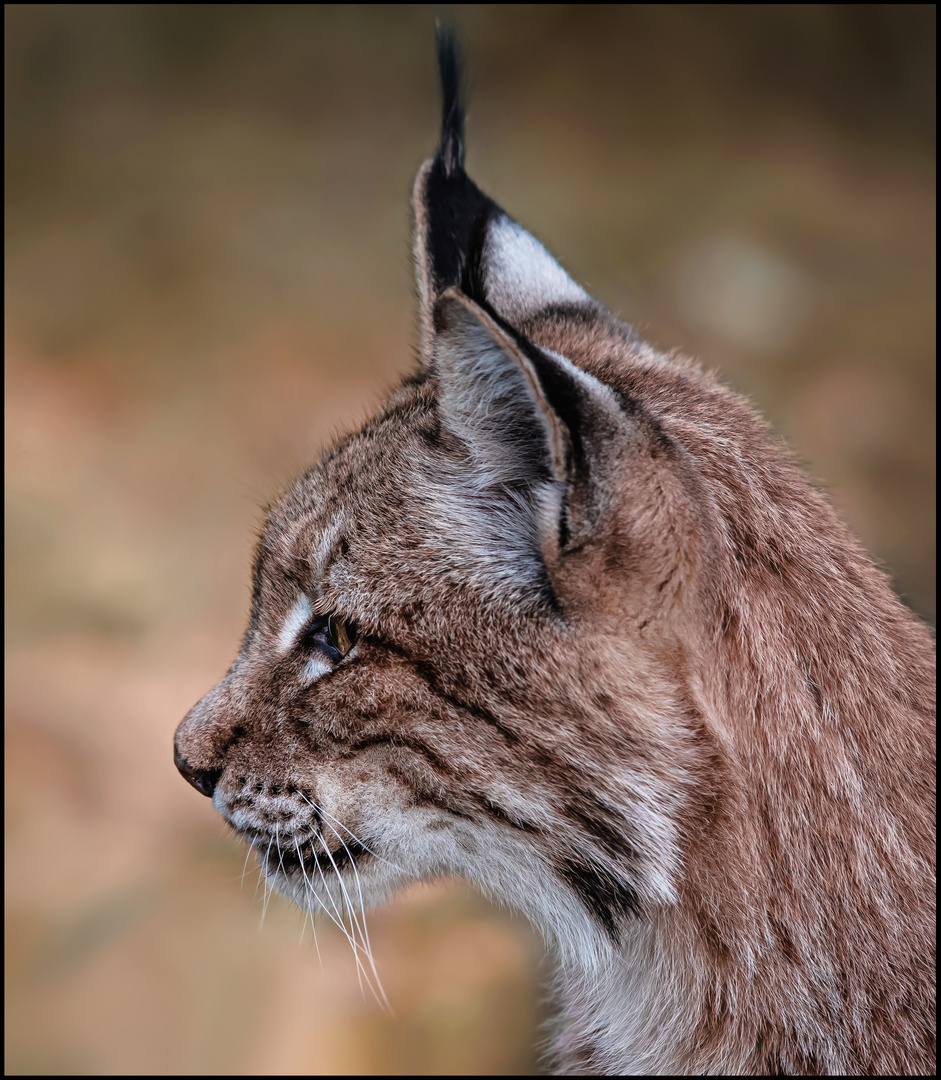 Luchs-Portrait