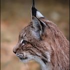 Luchs-Portrait