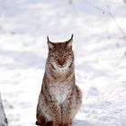 Luchs Portrait