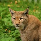 Luchs - Portrait