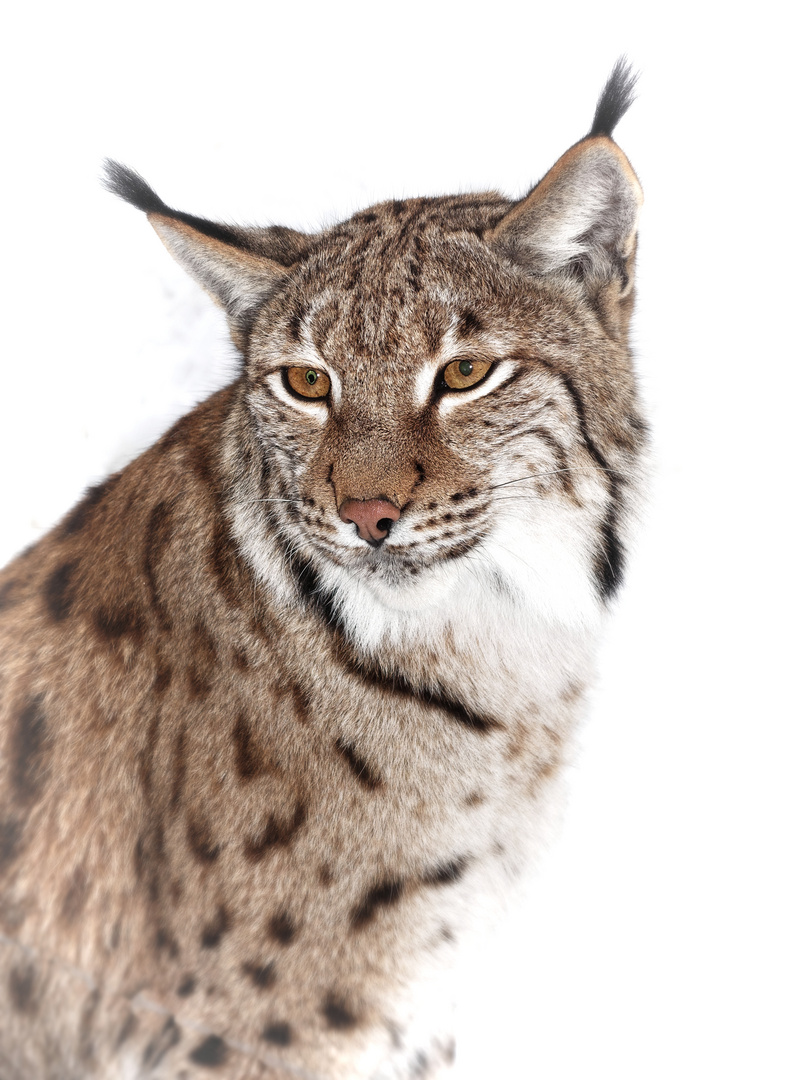 Luchs Portrait