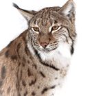 Luchs Portrait