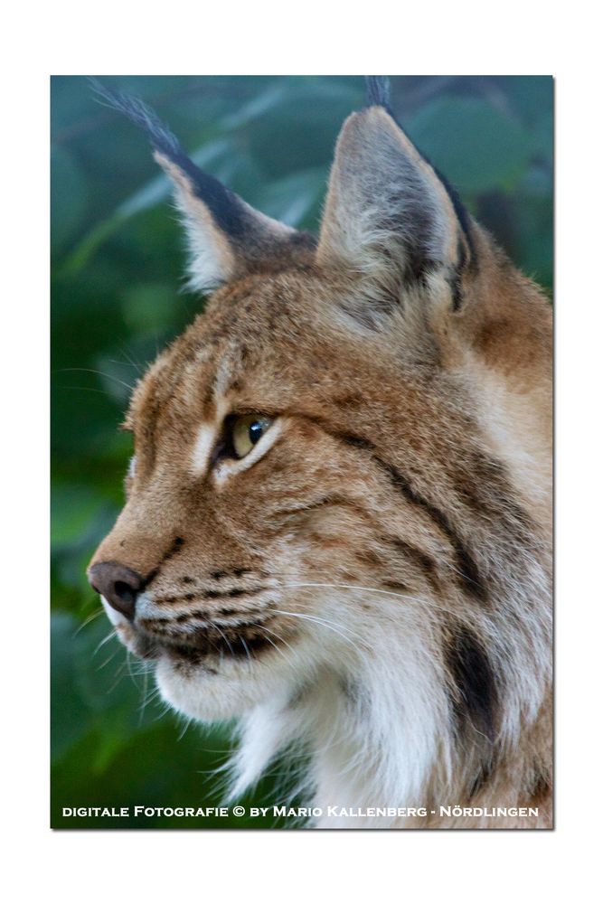 Luchs-Portrait...