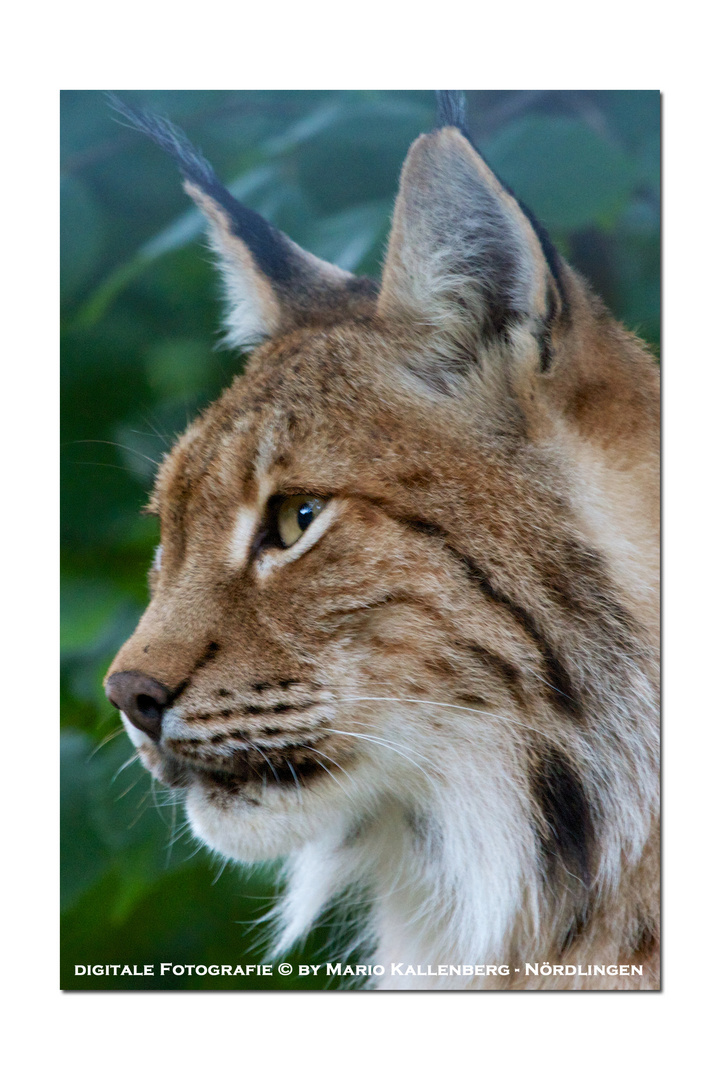 Luchs-Portrait...