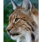 Luchs-Portrait...