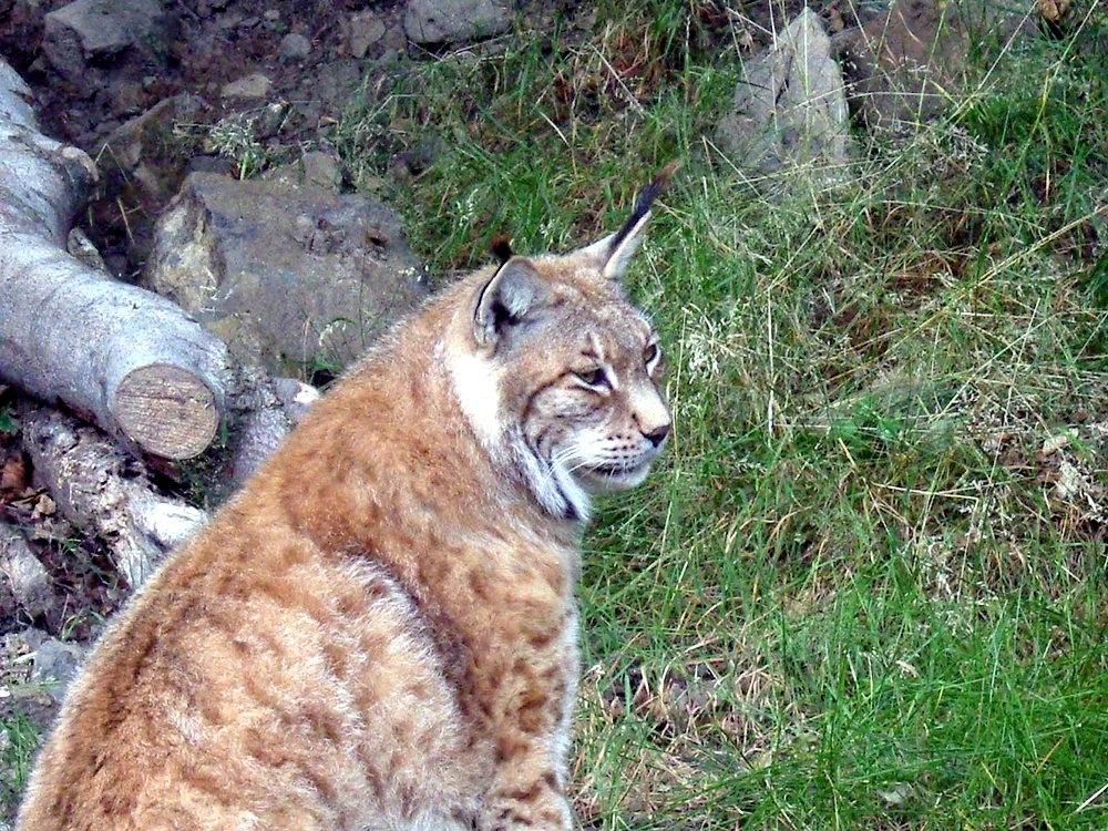 Luchs PP-optimiert