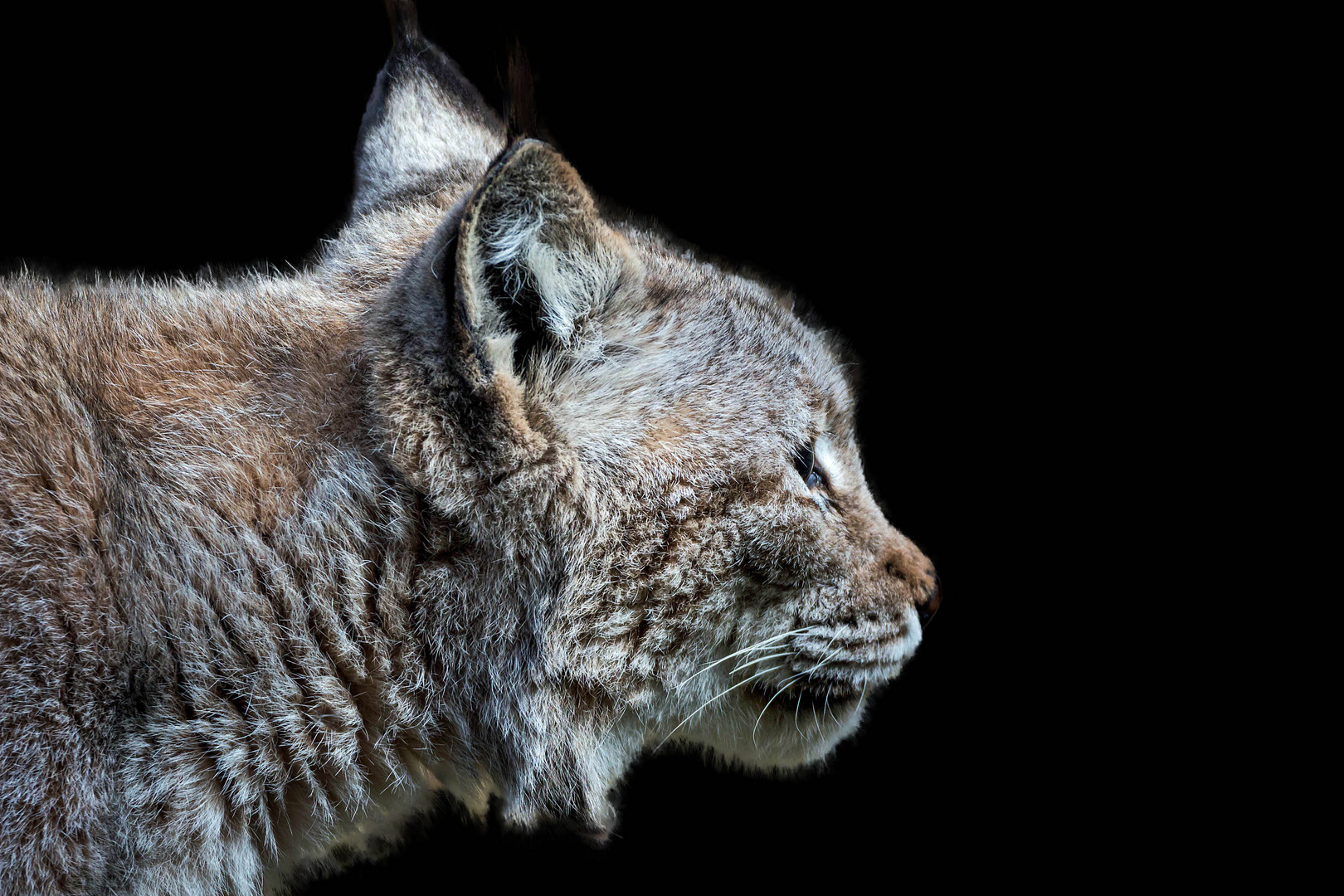 Luchs Profil