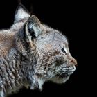 Luchs Profil