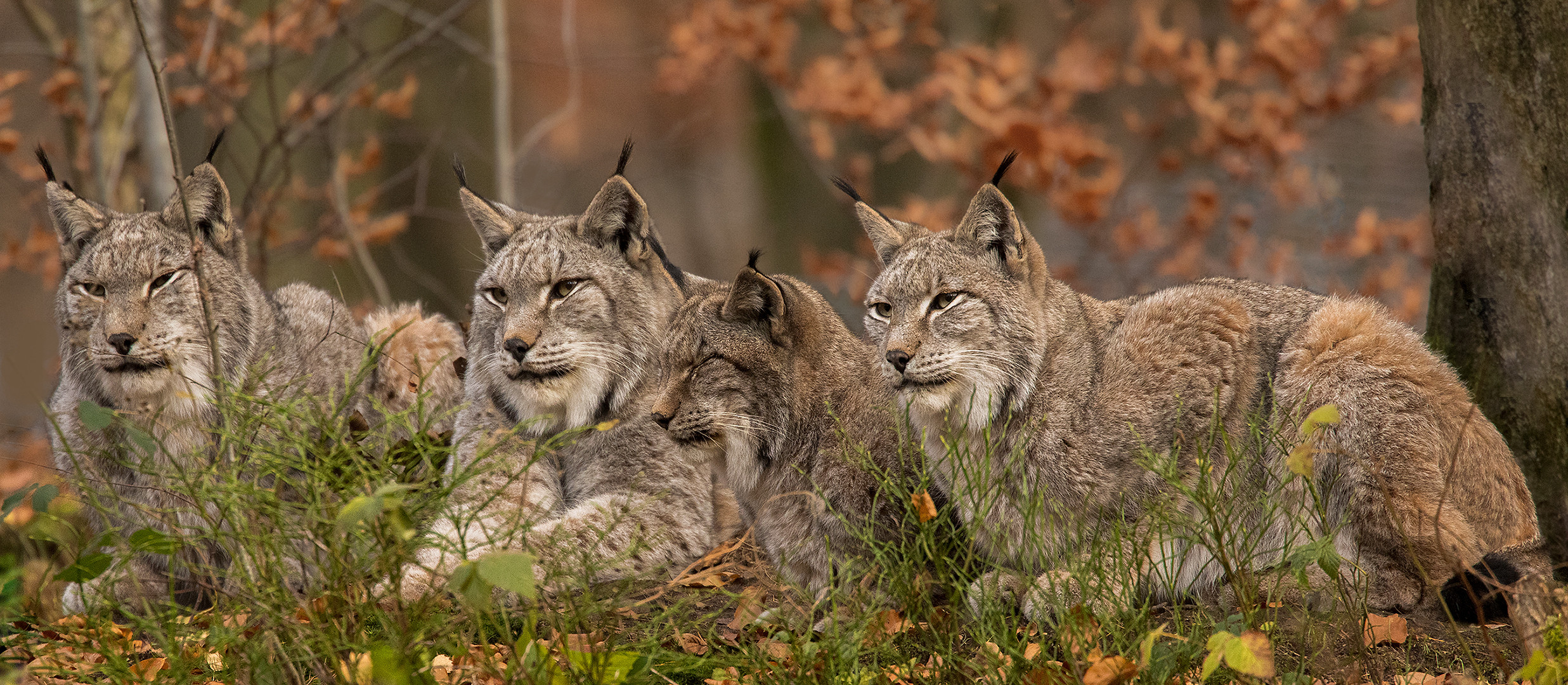 Luchs Quartett 001