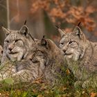 Luchs Quartett 001