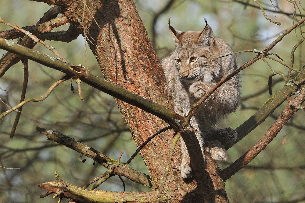 Luchs: Rauf kommt man leichter als wieder runter