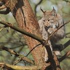 Luchs: Rauf kommt man leichter als wieder runter