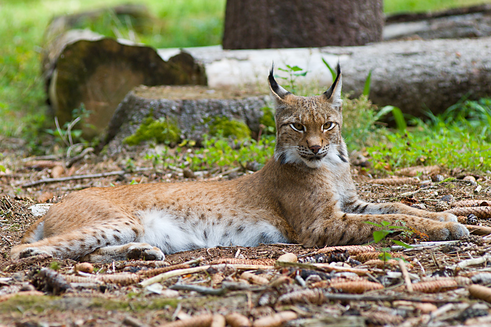 Luchs relaxed