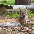 Luchs relaxed