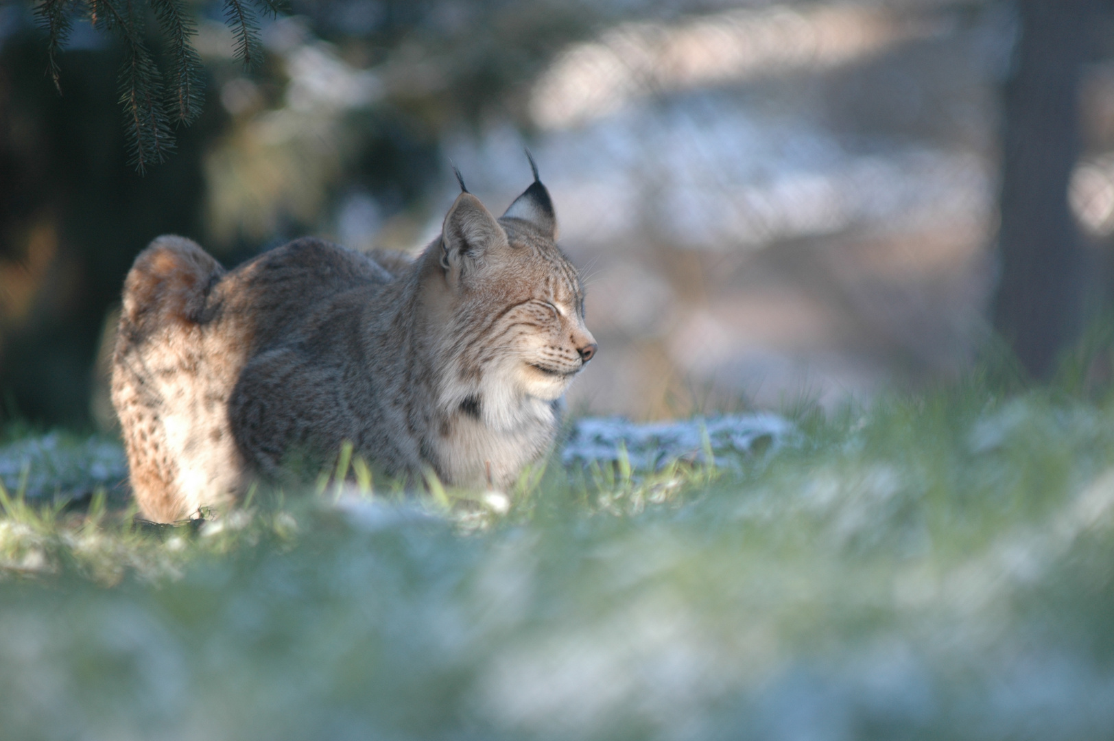 Luchs relaxt