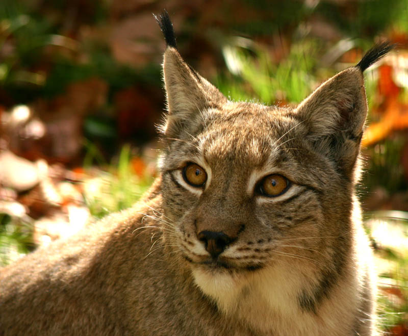 Luchs [reload]