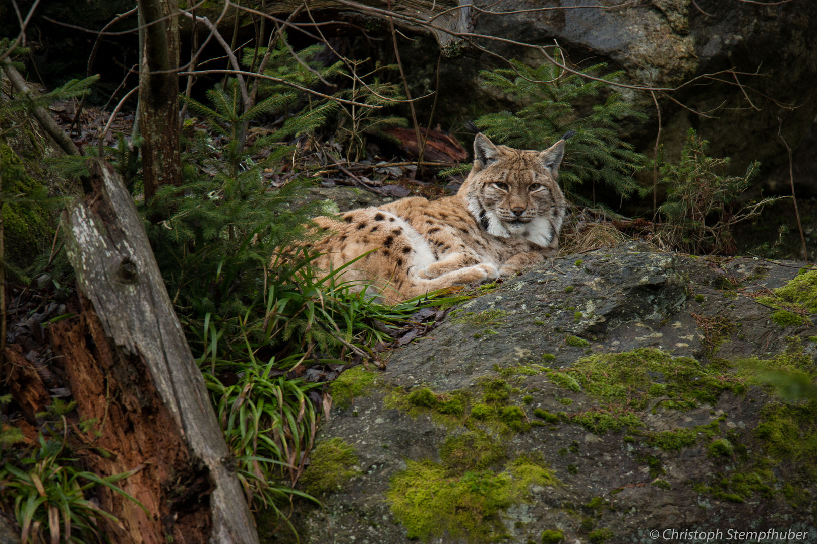 Luchs ruhend