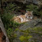 Luchs ruhend