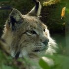 Luchs ruhend