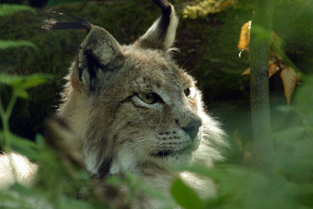 Luchs ruhend