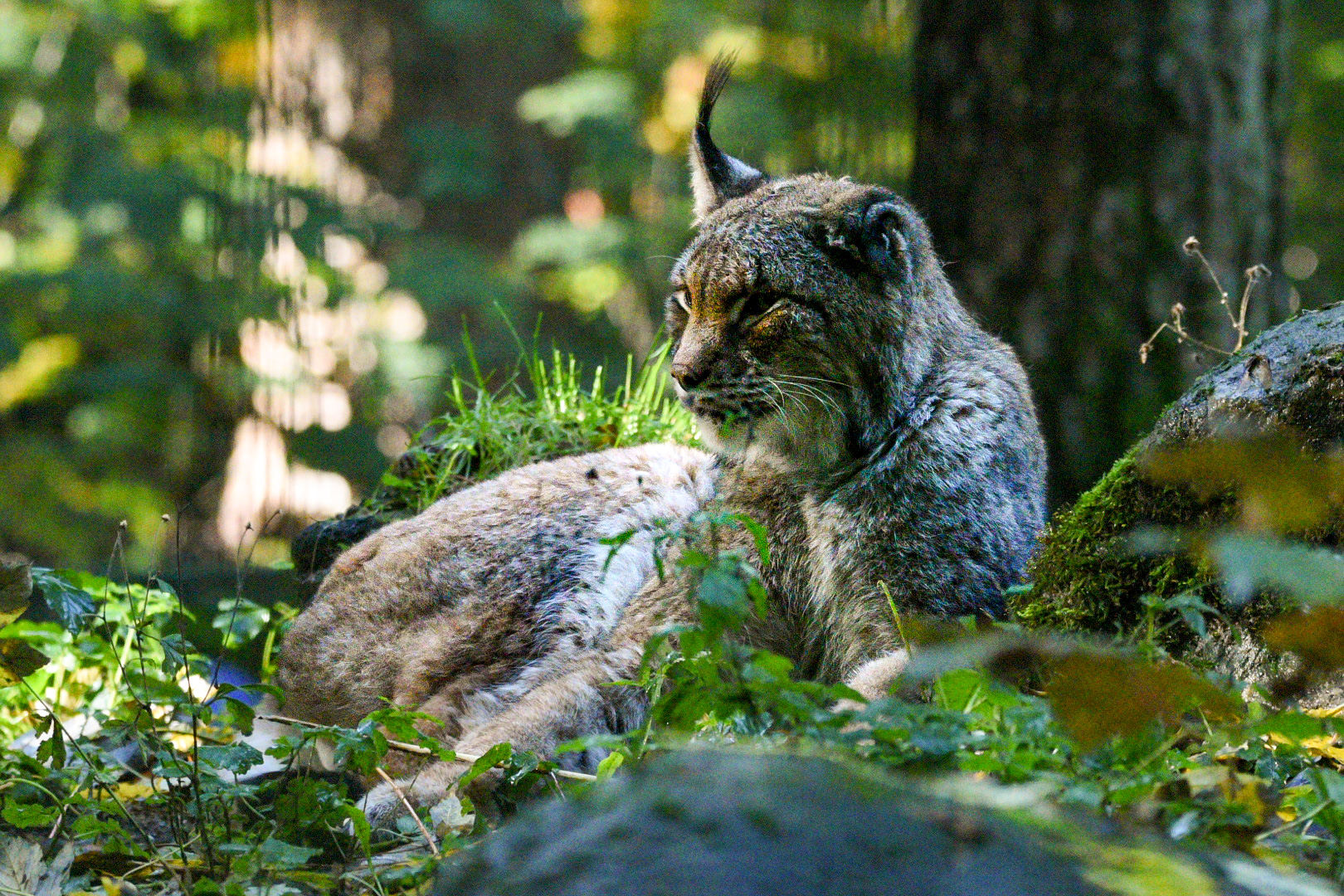 Luchs ruht sich aus