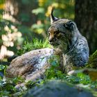 Luchs ruht sich aus