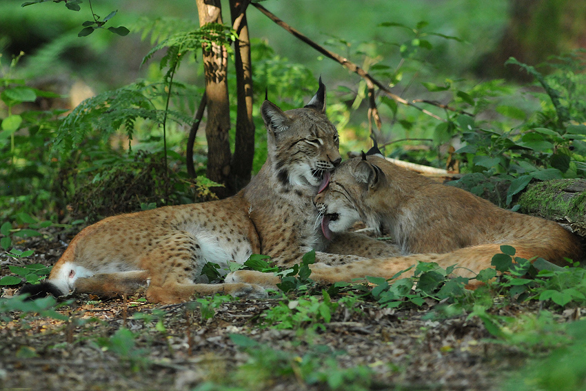 Luchs – Schlabber