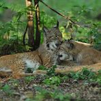 Luchs – Schlabber