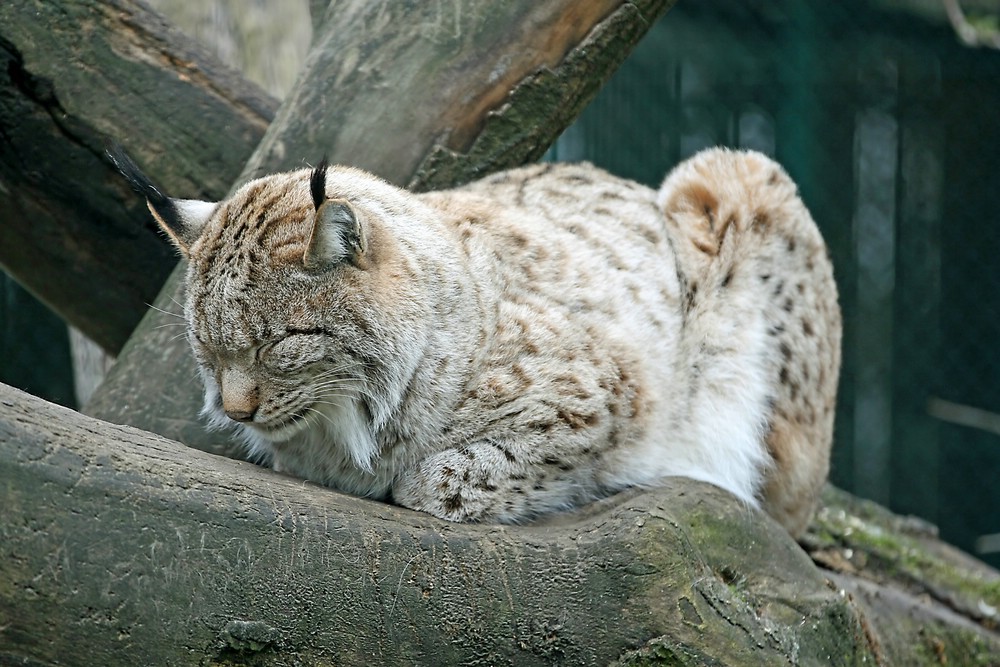 Luchs (schläfrig)